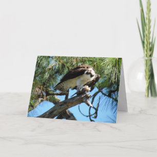 Wenskaart van Osprey Kaart