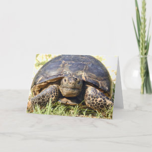 Wenskaart van Tortoise Kaart