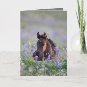 Wenskaart van wilde paarden - Fly in de lupine Kaart
