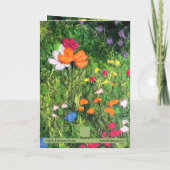  wenskaart van wilderbloem kaart (Achterkant)