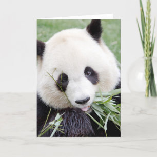 Wenskaarten Foto reuzenpanda. Grote panda. Kaart