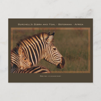 wenskaarten van zebra en baby safari briefkaart