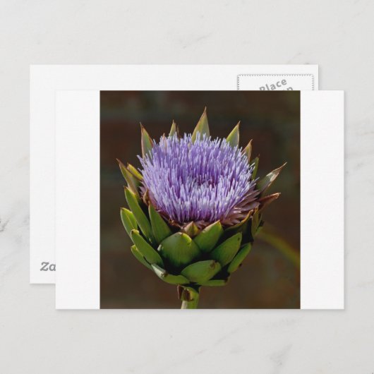 Wereldbol Artichoke, Cynara Cardunculus, in bloem. Briefkaart (Voorkant / Achterkant)