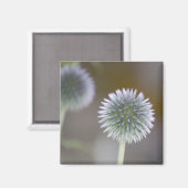 Wereldbollen distelmagneet magneet (Voorkant / Achterkant)