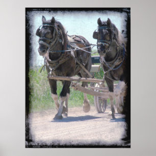 Werken met Amish Pintos Poster