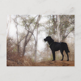 Werken met Dog Scooby op Work Conservation Canines Briefkaart