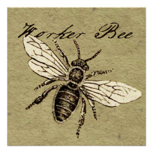  Werkster Bijen Insect Illustratie Antiek Perfect Poster