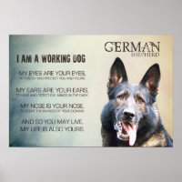 Werkzame Duitse Shepherd Dog - GSD