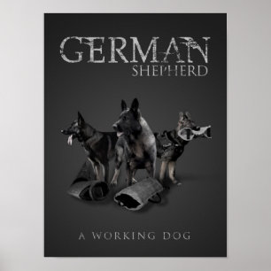 Werkzame Duitse Shepherd Dog - GSD Poster
