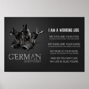 Werkzame Duitse Shepherd Dog - GSD Poster