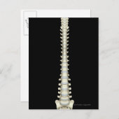 wervelkolom 2 briefkaart (Voorkant / Achterkant)