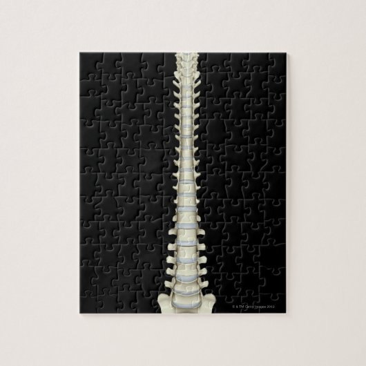 wervelkolom 2 legpuzzel (Verticaal)