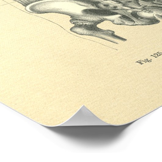 wervelkolom van anatomisch Afbeelding Poster (Hoek)