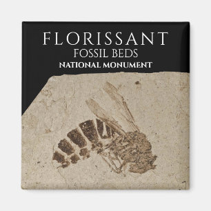 Wesp Fossiel Florissant Fossiel Beds Nationaal Mon Magneet
