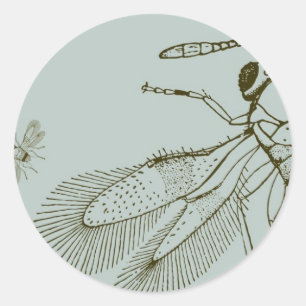 Wespen, Aspidiotiphagus citrinus Ronde Sticker