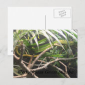 West-Afrikaanse Groene Mamba Briefkaart (Voorkant / Achterkant)