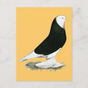 West Black Bald Pigeon Briefkaart