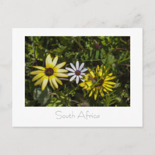 West Coast Aurora Wild Flowers South Africa SA Briefkaart