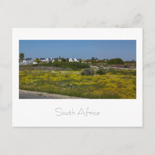 West Coast Wild Flowers South Africa SA. Briefkaart