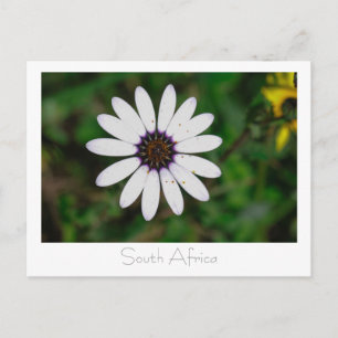 West Coast Wild Flowers South Africa SA. Briefkaart