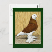 West-Engeland Tumbler Red Baldhead Briefkaart (Voorkant / Achterkant)