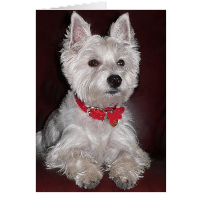 West Highland Terrier (Voorkant)