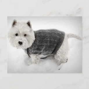 West Highland Terrier in Sweater in the Snow Briefkaart
