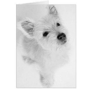 West Highland Terrier Pup