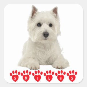 West Highland Terrier White Puppy Dog Hallo glimla Vierkante Sticker