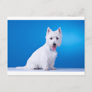 West Highland White Puppy Dog Briefkaart