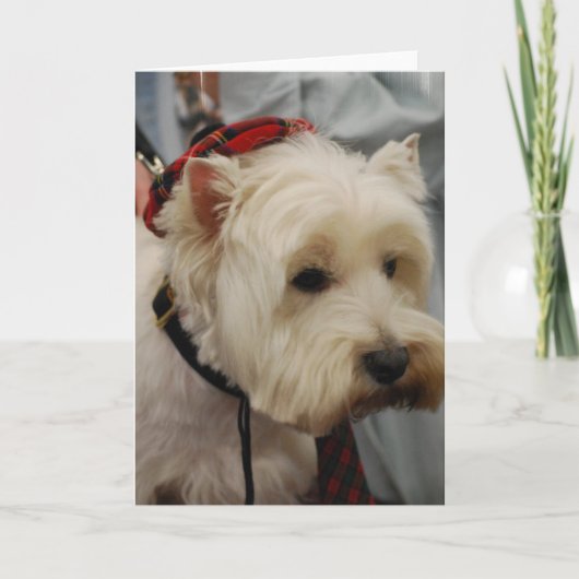 West Highland White Terrier Cartes de voeux (Devant)
