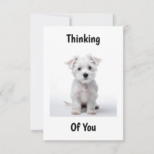 West Highland white terrier pup zittend nadenkend Kaart (Voorkant)