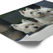 West Highland White Terriers Poster (Hoek)