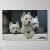 West Highland White Terriers Poster (Voorkant)