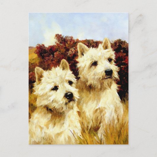 West highland White Terriers - Wardle Briefkaart (Voorkant)
