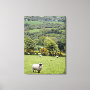 West-Ierland, Dingle-schiereiland, breed Canvas Afdruk
