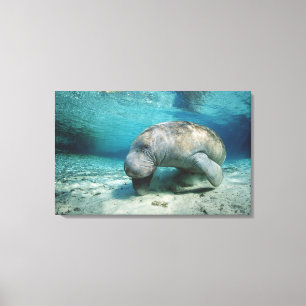 West-Indische Manatee Canvas Afdruk