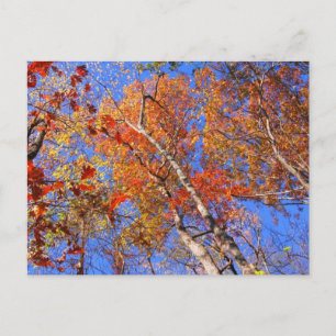 West Mt. Autumn Hot Springs National Park Gifts Briefkaart