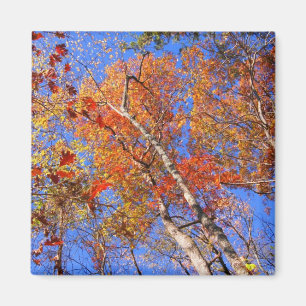 West Mt. Autumn Hot Springs National Park Gifts Magneet