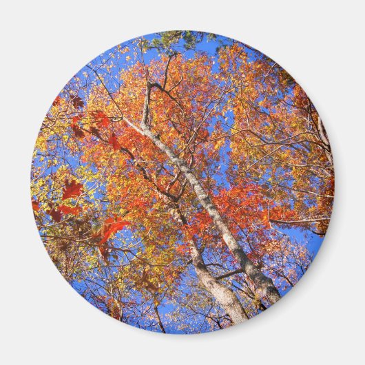 West Mt. Autumn Hot Springs National Park Gifts Magneet (Voorkant)