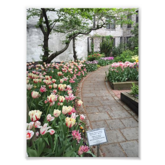 West Side Community Garden Tulip New York City NYC Foto Afdruk (Voorkant)