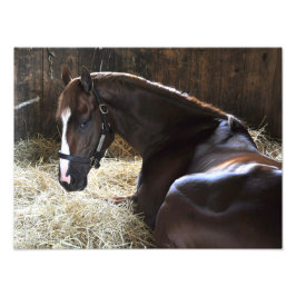 West Virginia Derby Winner "Madefromluck" Foto Afdruk