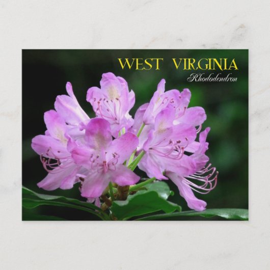 West Virginia State Flower: Rhododendron Briefkaart (Voorkant)