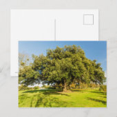 Westbury Court Garden Tree Briefkaart (Voorkant / Achterkant)