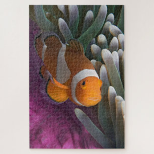 Westelijke Clown Anemoonvis Legpuzzel