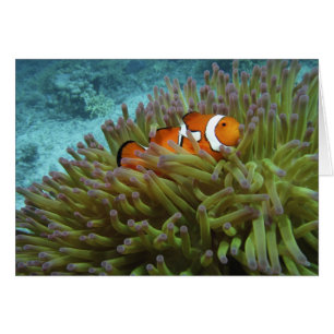 Westelijke clownvis ( Amphiprion ocellaris )