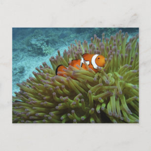 Westelijke clownvis ( Amphiprion ocellaris ) Briefkaart