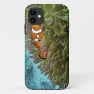 Westelijke Clownvis ( Amphiprion ocellaris ) iPhone 11 Hoesje