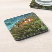Westelijke clownvis ( Amphiprion ocellaris ) Drankjes Onderzetter (Linkerzijde)