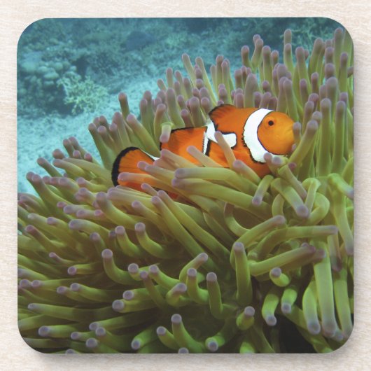 Westelijke clownvis ( Amphiprion ocellaris ) Drankjes Onderzetter (Voorkant)